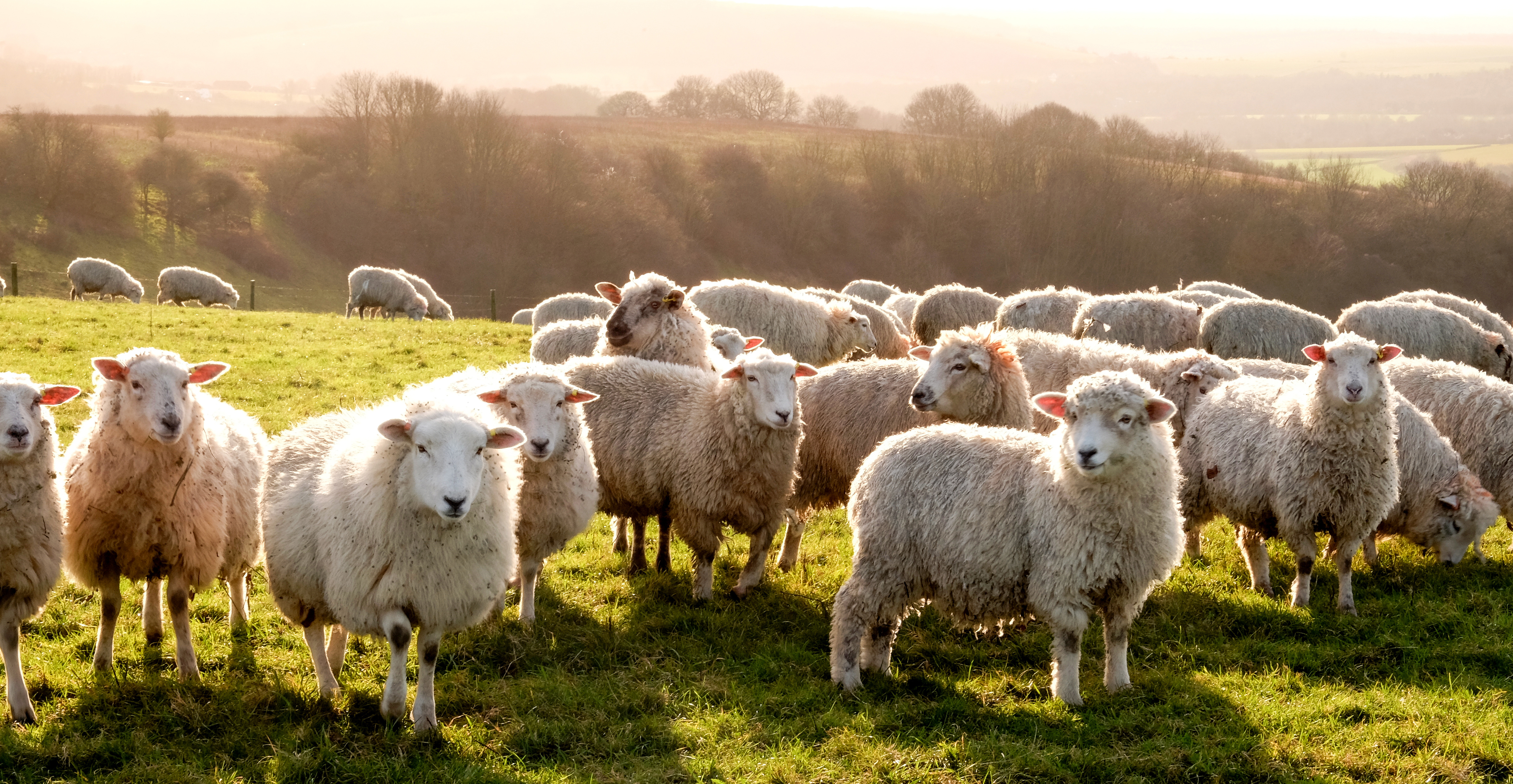 Livestock farming — chickens, cow, pig, and duck on farm